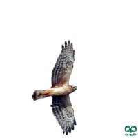 گونه سنقر خاکستری Hen Harrier